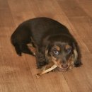 일산동물의료원 이미지