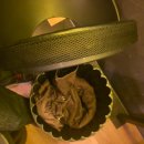 성남모란 | [모란역 이자카야] 코코스키 성남모란점 후기