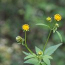 도깨비풀 이미지