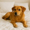 쇼미더펫 | 겨울철 반려동물 홈 진드기, 왜 더 심해질까? 아마존펫 틱프리 미스트 실사용 후기