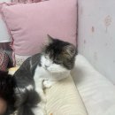 (주)서번트리더스투어 | 안녕하세요 누나들 저는 떠납니다 어디로? - 일본으로