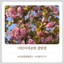 어린이대공원테니스장，풋살경기장 | 어린이대공원에서 겹벚꽃 제대로 즐기는법 (2026.04.15 방문)
