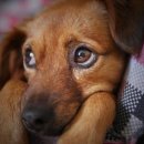 달강아지 이미지