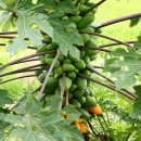 PAPAYA 이미지