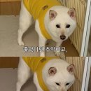 박*룡 | [ 홍콩 / 마카오 ] 마카오박이 추천하는 북방관 마카오 맛집, 아티젠 그랜드라파 마카오 숙소 추천...