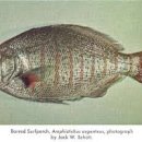 - 바서퍼치 Barred Surfperch 이미지