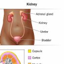 콩팥이안좋으면 콩팥암? 신장콩팥 알아보자 이미지