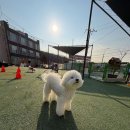 허그독 | 애견 유치원 워킹맘 만족도 높은 알찬 후기