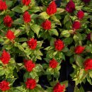 수승대마을 이미지