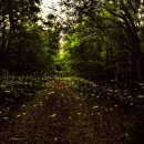 반딧불이마을 영농조합법인 이미지