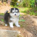 컴투펫 위탁보호센터 강원원주점 이미지