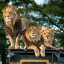 다시오마 이미지