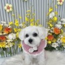 햇살애견미용실 이미지