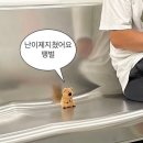 땡벌 이미지