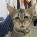 고양이카페 이미지