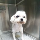 (찾았어요^^)급급급!!! 봉개초등학교와 삼화지구부근에서 강아지를 찾습니다!!!! 이미지