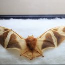 황금박쥐 PC 이미지