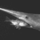 마귀상어(魔鬼鯗魚, Goblin shark) 식사 이미지