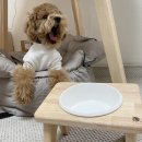 예쁜 강아지밥그릇 추천 :: 디퓨 고무나무 강아지식기 🍽🐶❤️