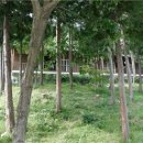 남해편백자연휴양림(남해) 이미지