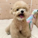 댕댕이 하우스 | 광주애견호텔 추천! 마마스미독펜트하우스에서의 5성급 댕댕이 호캉스 리얼 후기