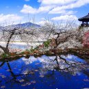 매화1길 이미지