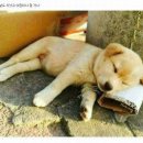 개팔자상팔자 이미지