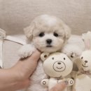 버디독 강아지분양 안심분양센터 서울 영등포점 이미지