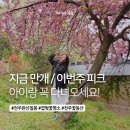 완산-19 | 전주 완산칠봉 꽃동산 개화 지금 만개! 아이랑 겹벚꽃 실시간 후기 26년도 개화현황