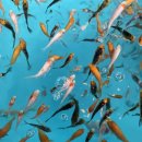 안성비단잉어 이미지