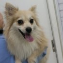 해동물병원 이미지