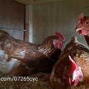 에스겔-푸름농장 이미지