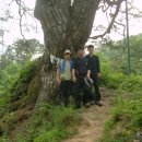 신비의소나무 앞 이미지