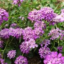 이베리스 이미지