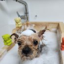 복실애견 이미지