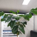 행복나무공인중개사사무소 이미지