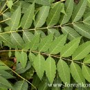 참중나무 이미지