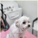 강아지 미용실 네이버블로그