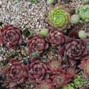 한수농장 이미지