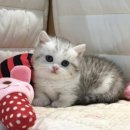 도레미캣 이미지