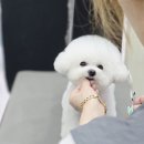 강실장펫살롱 이미지