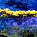 황금소나무 이미지