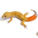 캐롯(CARROT) 이미지