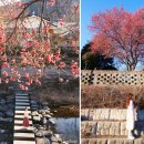 팔마여관 | 3월 봄여행 전남 순천 매화 꽃구경과 독채 펜션 에어비앤비 팔마여관