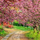 4월20일(수) 전주 완산공원 겹벚꽃 ~ 이미지