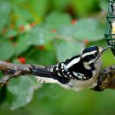 다우니 딱따구리(Downy Woodpecker) 암컷, 수컷 이미지