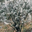 미선농장 이미지