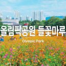 코스모스 산업 | 올림픽공원 들꽃마루 황화코스모스 위치 가는 법 주차장