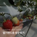 당진 딸기맨드류 | 딸기체험농장 | 당진체험 | 당진갈만한곳 | 당진아이랑가기좋은
