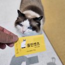 폴인캣츠 이미지